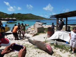 Large Tiger Shark Washes Ashore on Mustique