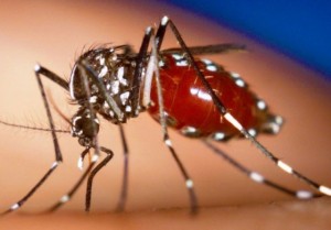 Two cases of Zika virus confirmed in St. Lucia
