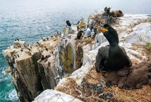 Grenadines Seabirds: Uniting Land, Air, and Sea